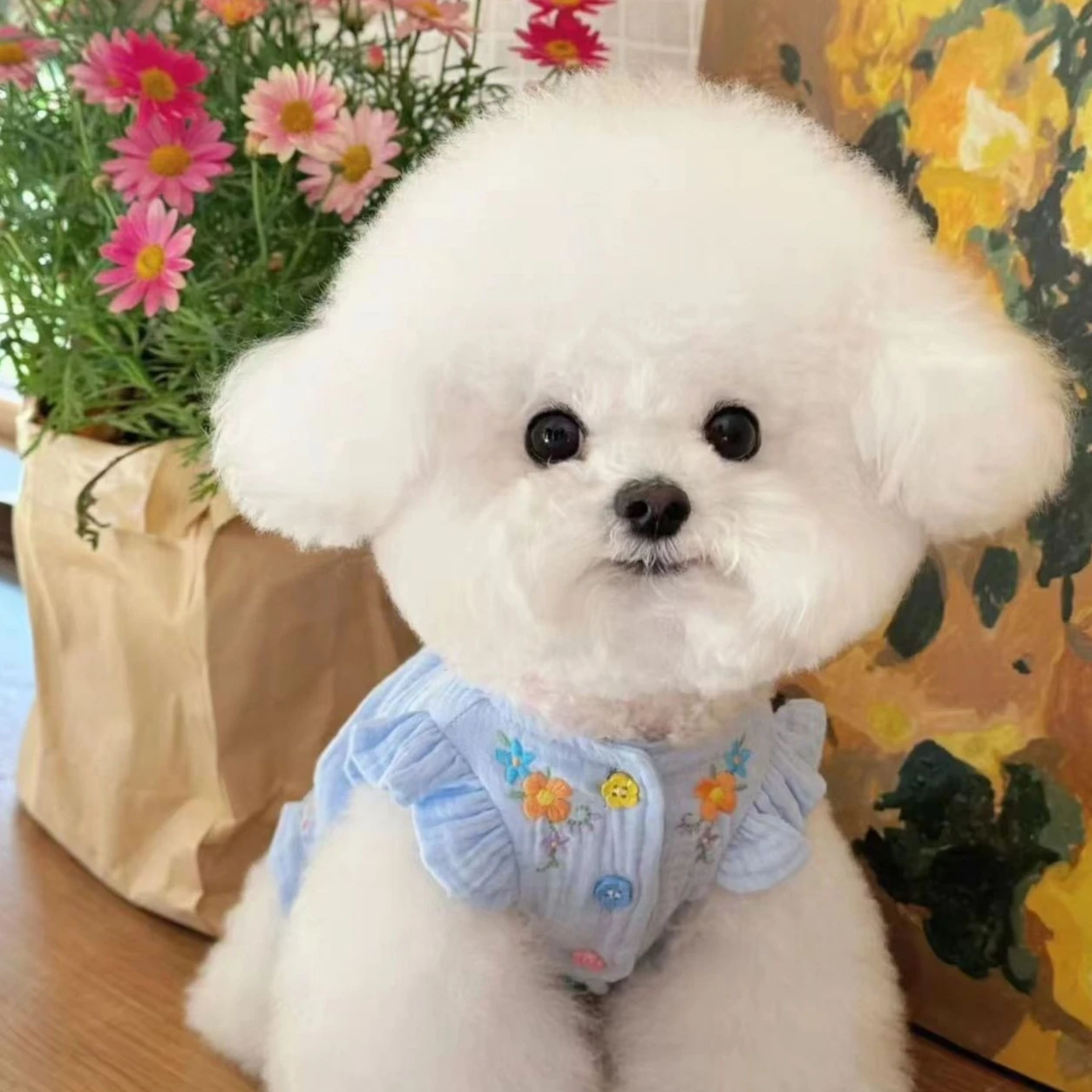 Chaleco bordado de primavera para mascotas, falda de manga voladora de peluche Yorkshire, ropa para cachorros, ropa para perros pequeños - imagen 4
