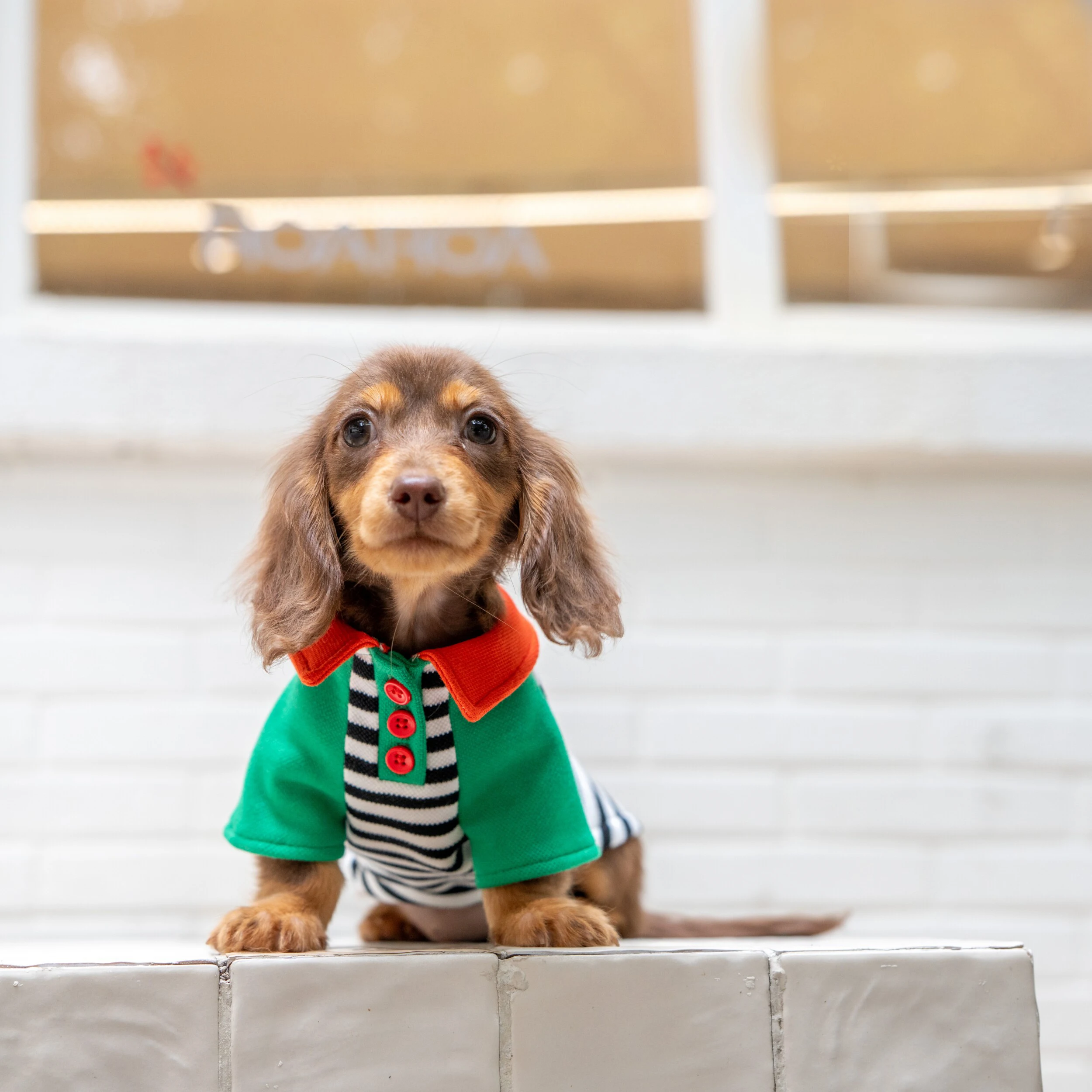 Pijamas a rayas de primavera para perros - Ropa cómoda para Dachshund - imagen 2