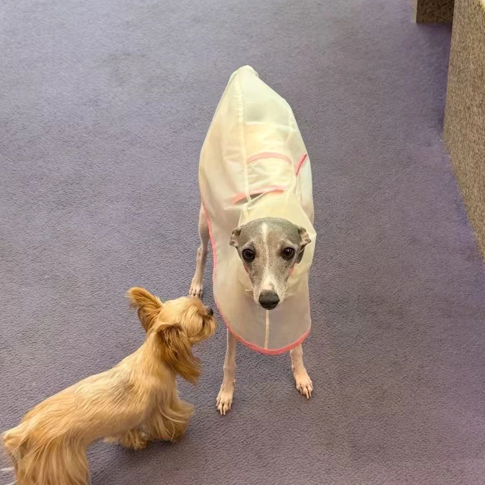 Chubasquero ligero transparente para mascotas, Ropa para perros pequeños, Chubasquero italiano para galgo, accesorios para perros, Ropa De Perro - imagen 5