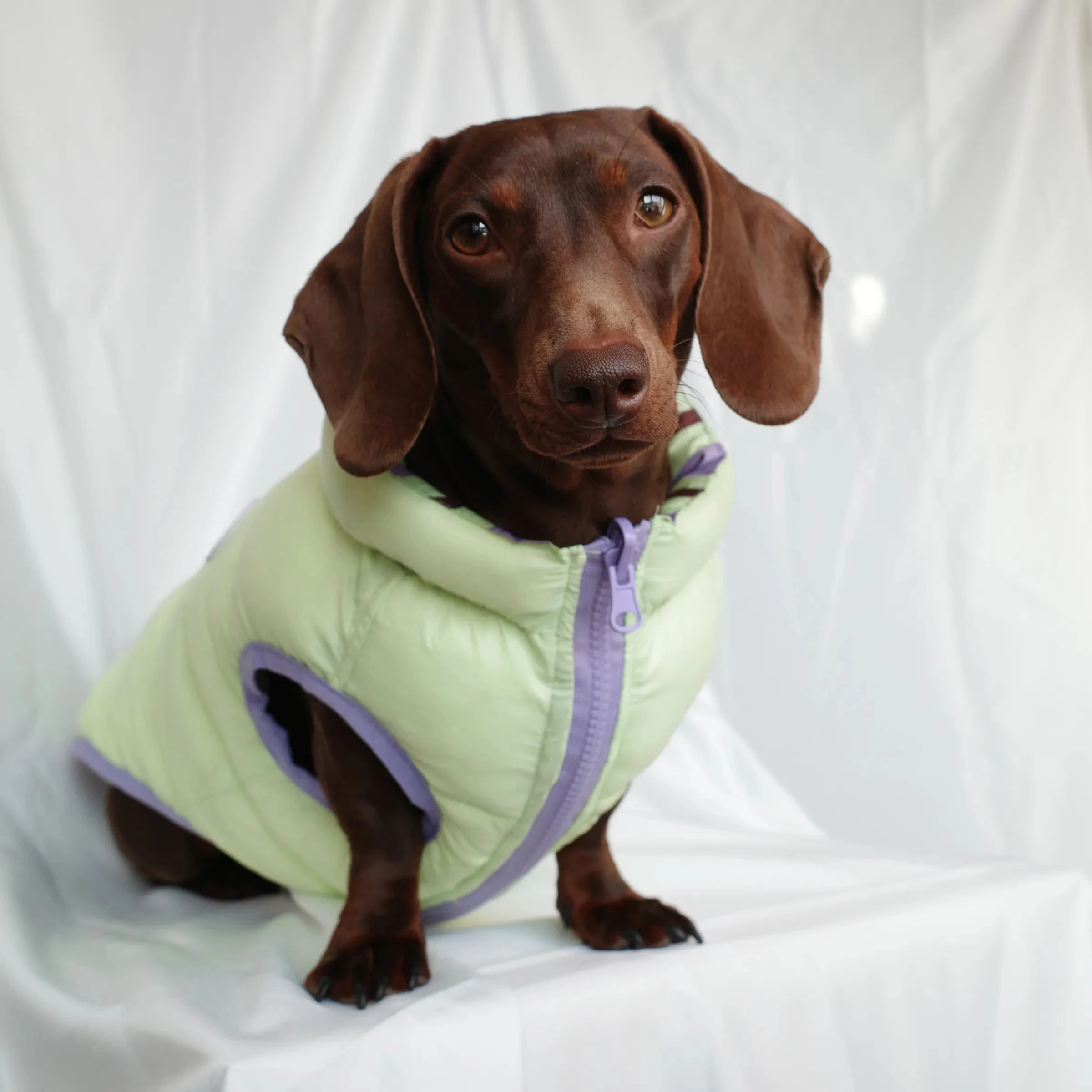 Chaqueta de plumón de invierno para perros tejón, chaleco grueso para perros Wiener en clima frío, abrigo ligero y cálido sin mangas para perro salchicha - imagen 4