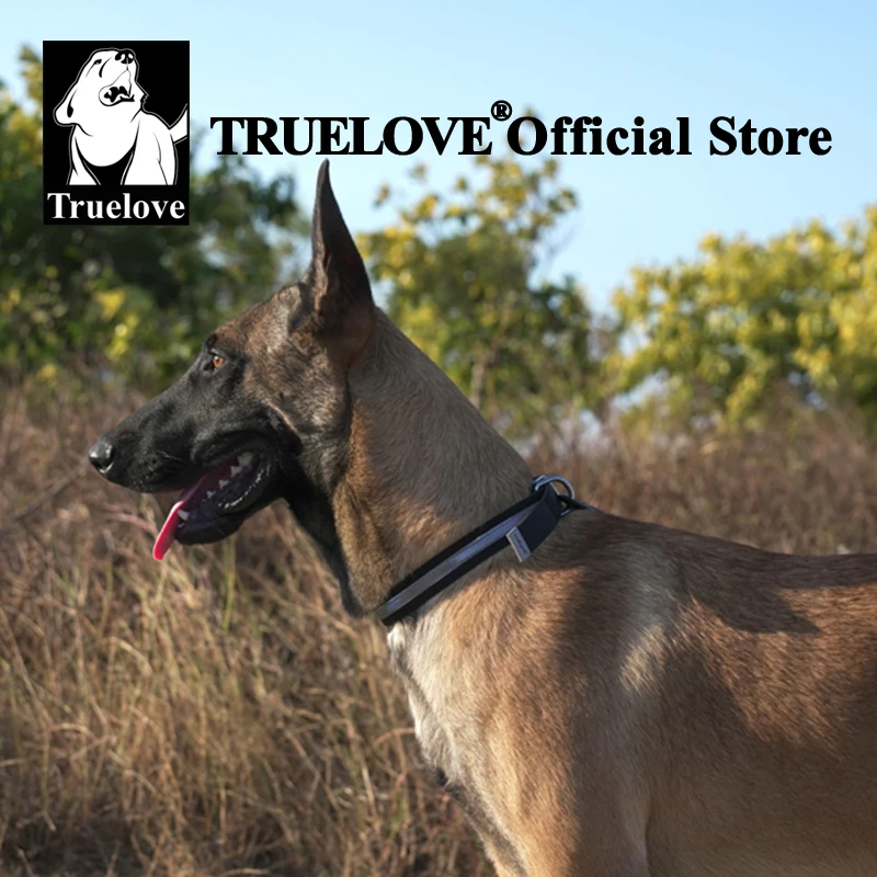 Collar con perro mostrando durabilidad