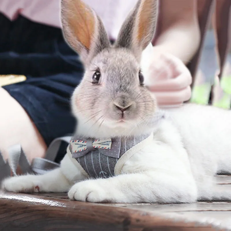 Arnés gentlemen - Sistema de ajuste y cierre