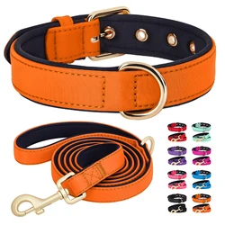 Collar y correa acolchados impermeables para perro Pug - Nailon resistente