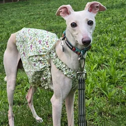 Vestidos de verano para perros Whippet, Galgo Italiano y Bedlington
