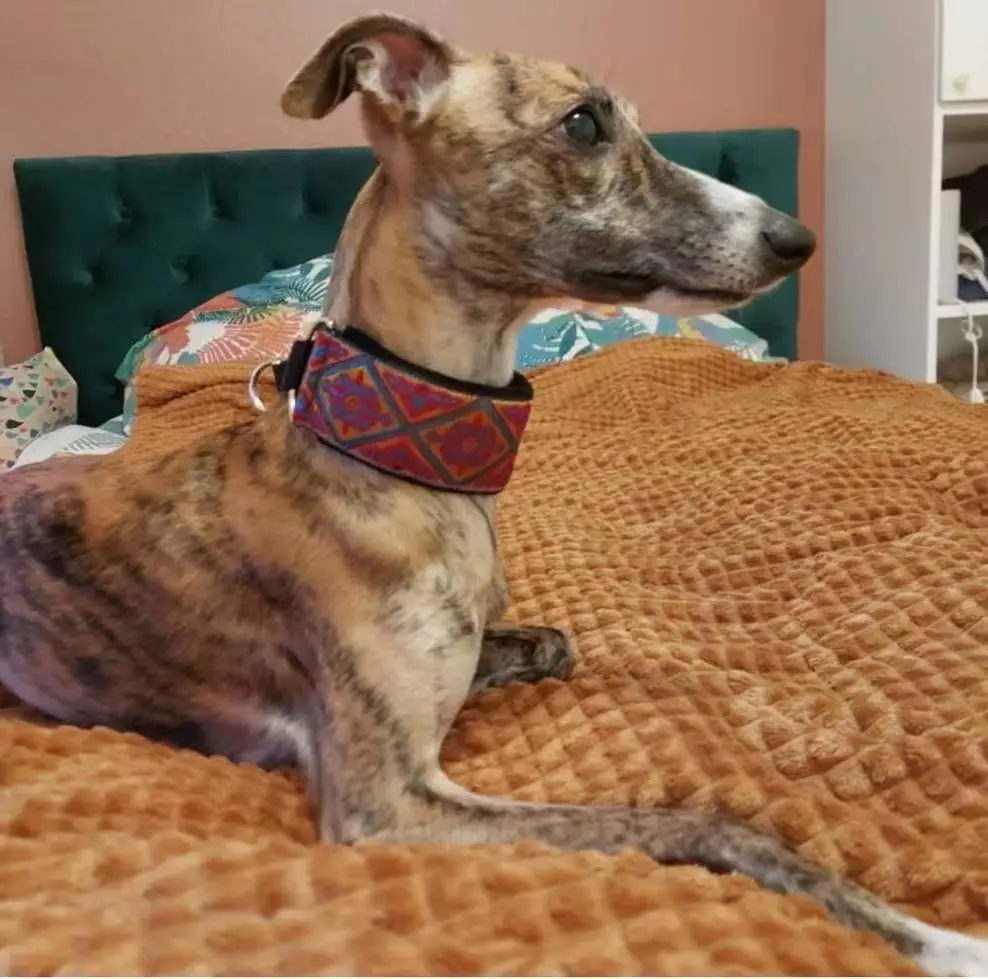 Cómodo, suave, acogedor, elegante, whippet, galgo italiano, cuello martingale, ancho 5,5 cm, dorado/plateado/rojo/verde - imagen 5