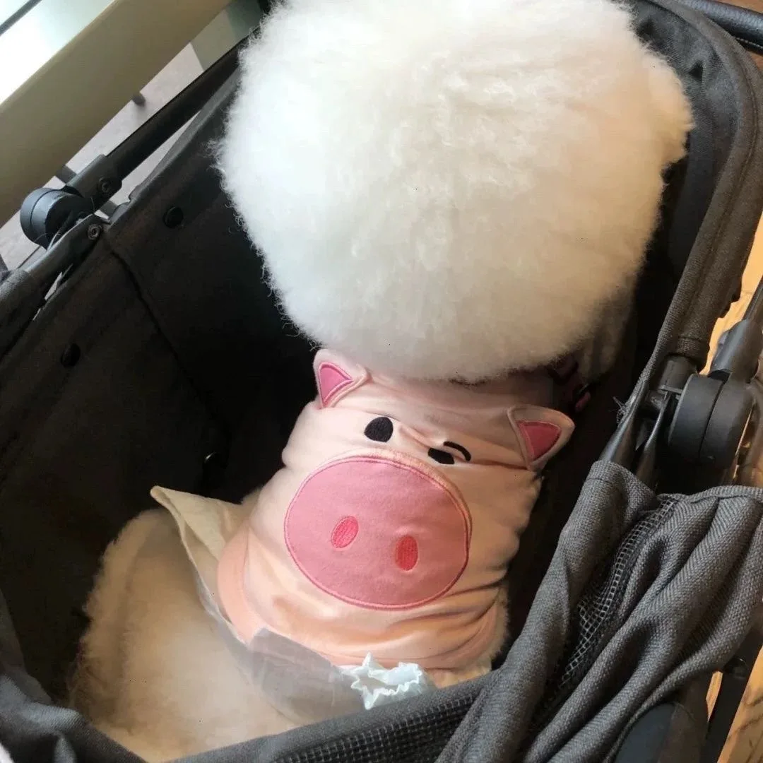 Chaleco de otoño e invierno para mascotas, camisa Base para perros, chaleco fino bonito para perros pequeños, ropa para cachorros, ropa para perros pequeños - imagen 2