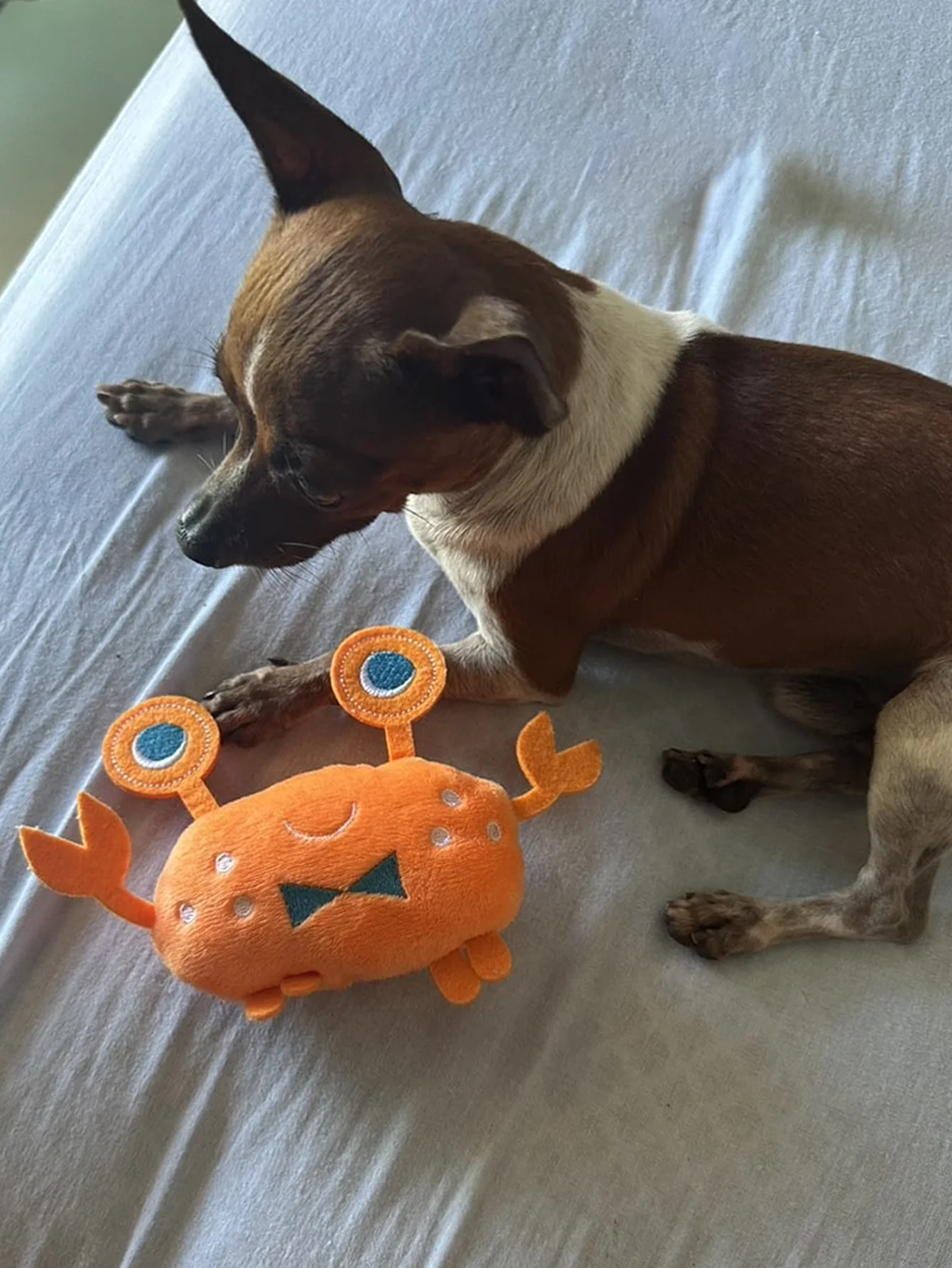 Juguete mordedor para perros en forma de cangrejo - denticion y juego - imagen 4