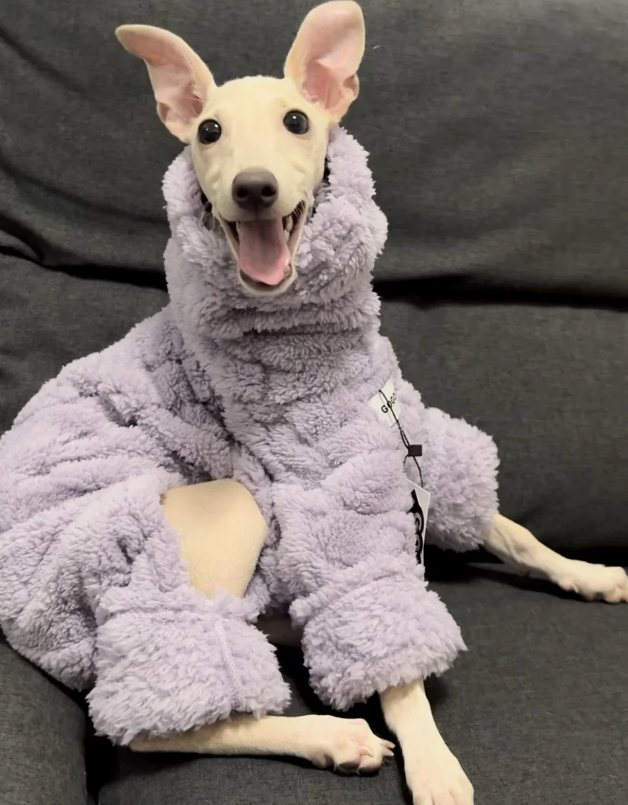 Suéter morado de 4 patas de felpa larga a la moda para galgo, abrigo grueso y cálido de manga larga con cuello alto para caniques, ropa de descanso Whippet - imagen 5