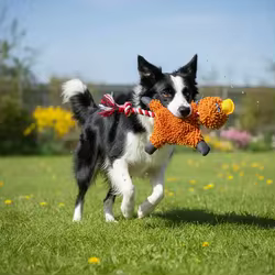 Juguete masticable para perros con felpa, cuerda y chirrido duradero