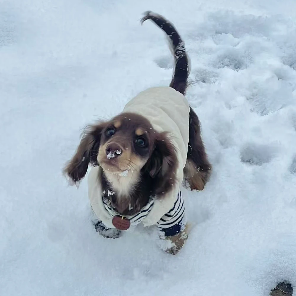 Chaqueta gruesa de lana Beige para perros Wiener, chaleco cálido de invierno para perros salchicha, ropa de descanso suave para perros salchichas de medios pequeños - imagen 2
