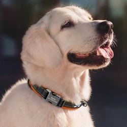 Collar reflectante identificativo para perro Pug – ajustable