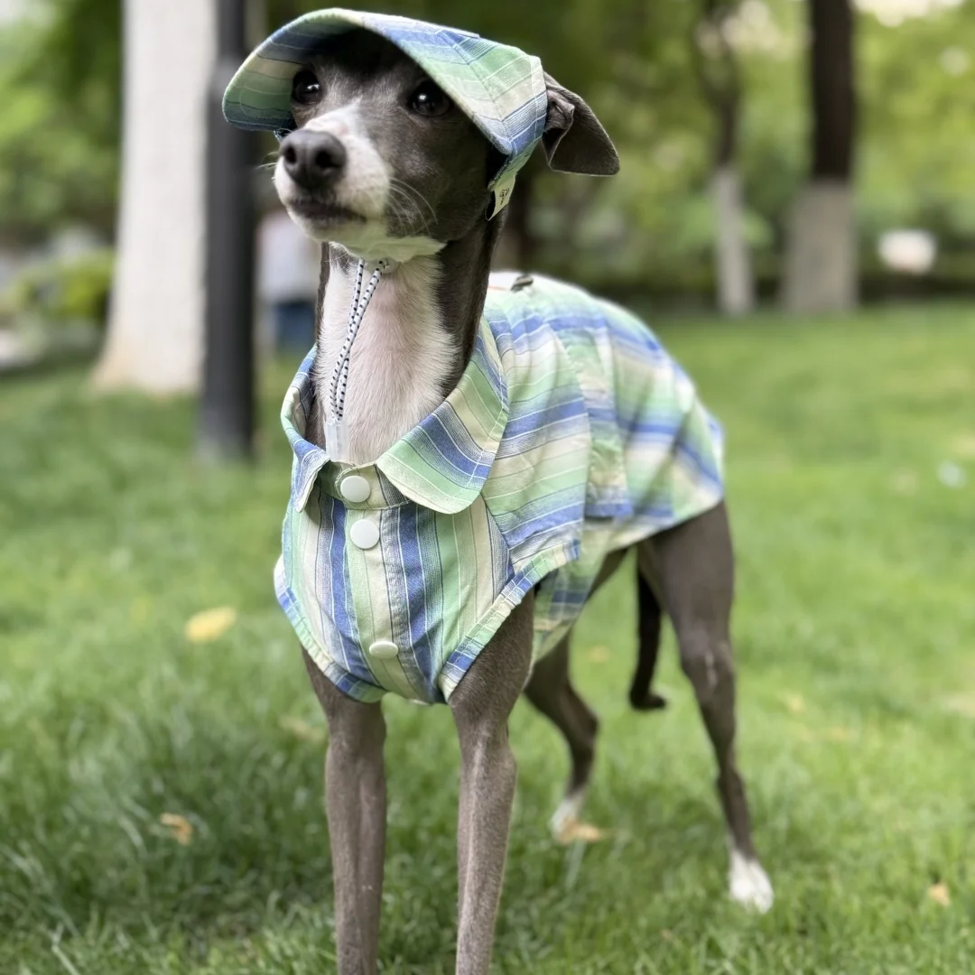 Camisa de rayas azules de protección solar para galgo italiano Abrigo verde sin mangas de fibra de seda de hielo para perros medianos Sombrero de verano para whippet