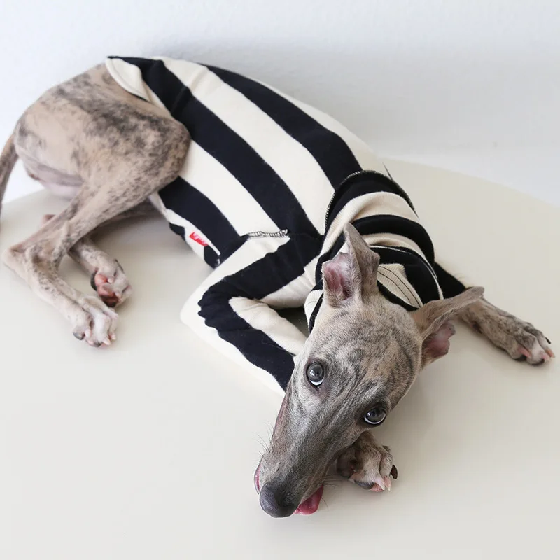 Ropa de otoño de estilo japonés para galgo italiano, suéter de lana suave de manga larga y cálida para ropa Whippet, ropa de descanso a rayas - imagen 5