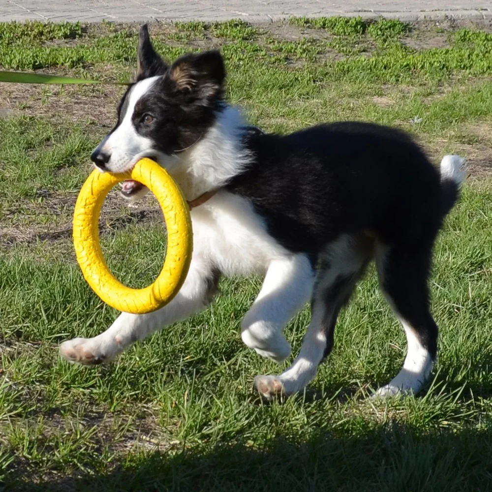 Juguetes para masticar para perros, extractor de anillos voladores para entrenar razas medianas/grandes, anillo para lanzar, atrapar y agarrar, jugar al aire libre - imagen 2