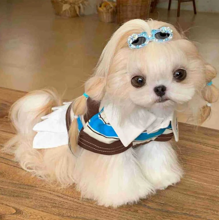 Jersey con capucha a rayas para perros pequeños Schnauzer – Otoño Invierno - imagen 5