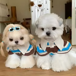 Jersey con capucha a rayas para perros pequeños Schnauzer – Otoño Invierno
