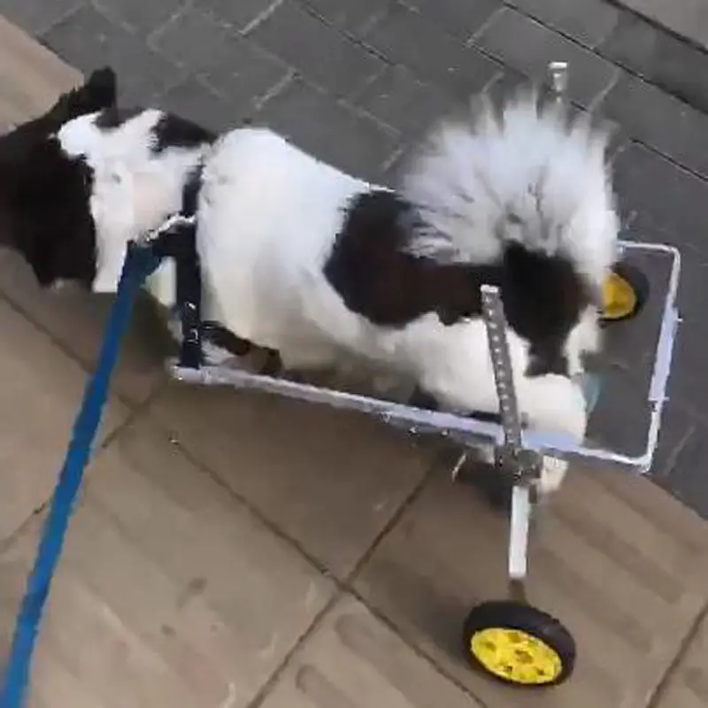 Silla de ruedas para perros mayores, silla de ruedas para mascotas, patas traseras para gatos, ciclomotor, suministros de entrenamiento para extremidades de mascotas grandes, medianas y pequeñas - imagen 3