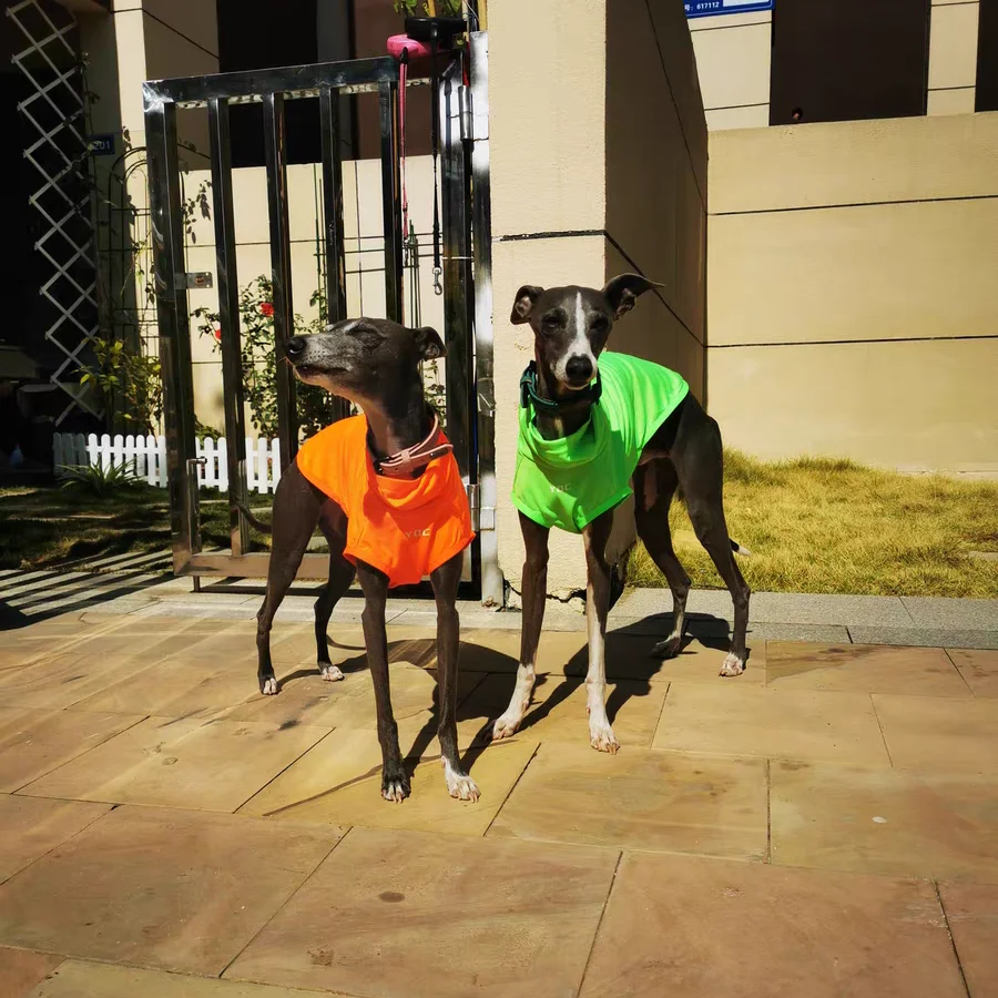 Italia little Greyhound Betlington Ropa Protector solar de verano iIsect Chaleco repelente Mid Dogs Street Jacket Poodle Light T-shirt - imagen 2