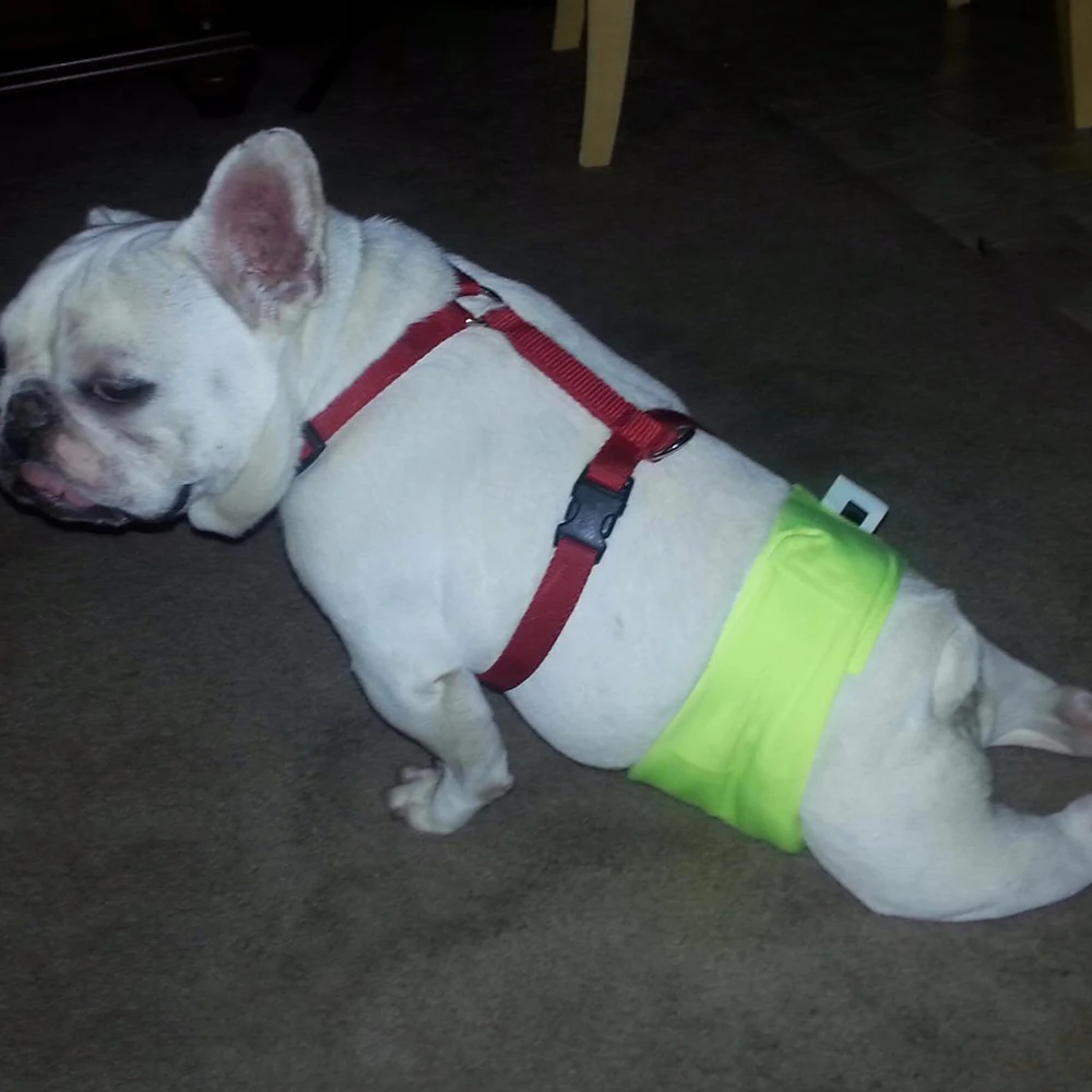 Pañal lavable para mascotas para perros pequeños y medianos, bragas reutilizables para perros, Labrador, Bulldog Francés, pañales tipo Pug, cinturón Abdominal para mascotas - imagen 3