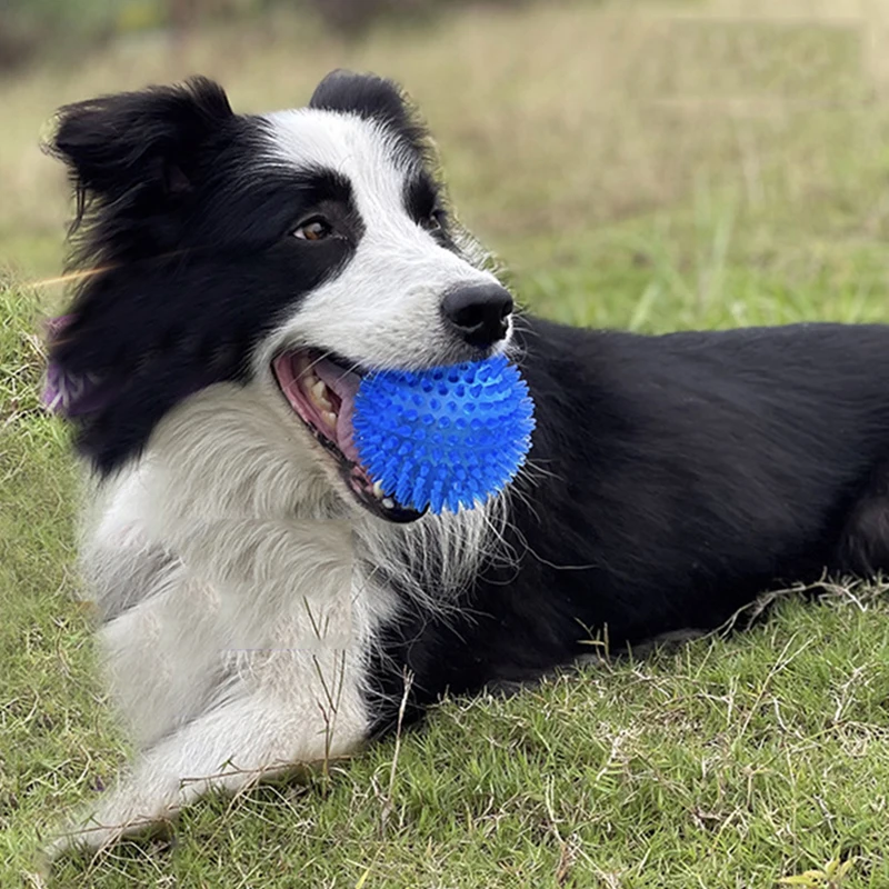 Pelota para masticar para mascotas resistente a mordeduras, juguetes para perros pequeños y grandes, flotante elástico, cachorro chirriante, juguete para perros grandes, suministros de Pastor Collie con borde - imagen 5