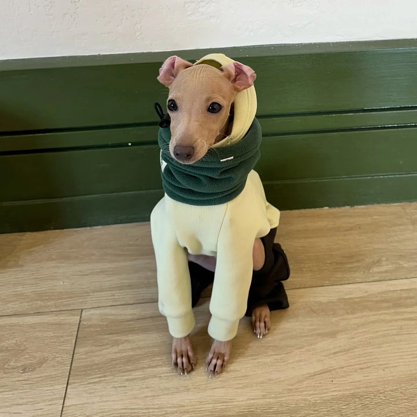 Sudadera con capucha para galgo italiano y whippet – Abrigo cálido - imagen 2