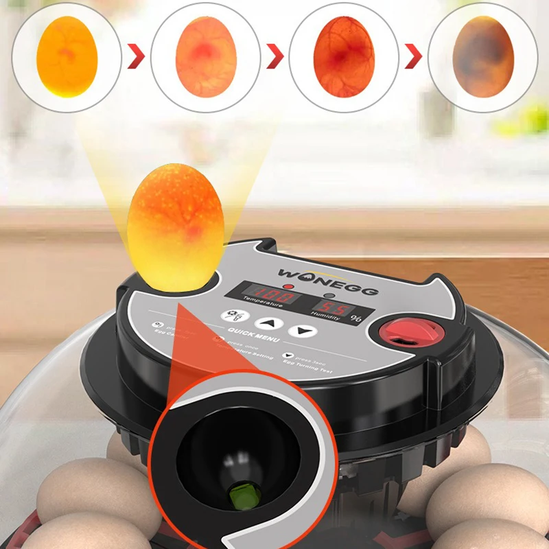 Incubadora automática para 12 huevos con LED y tapa transparente - imagen 3