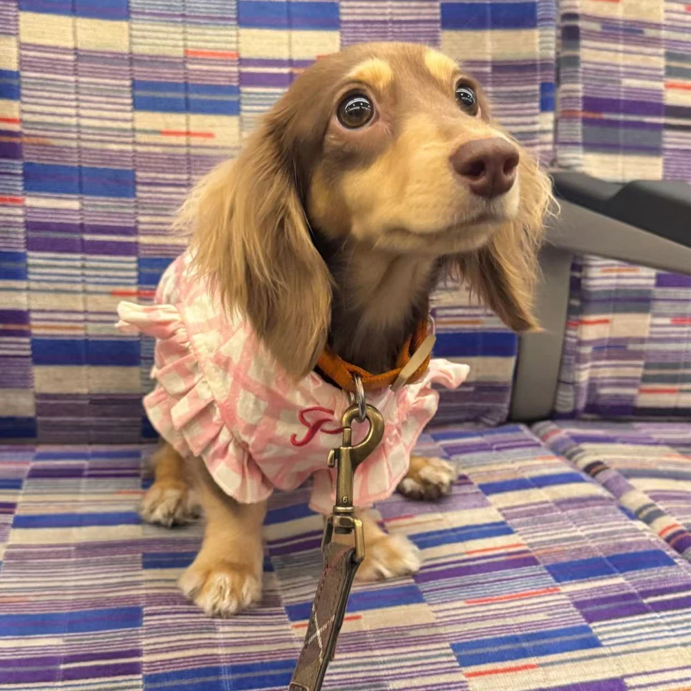 Chaleco con mangas para perros salchicha primavera verano cuadros rosa - imagen 4