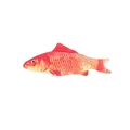 Red carp