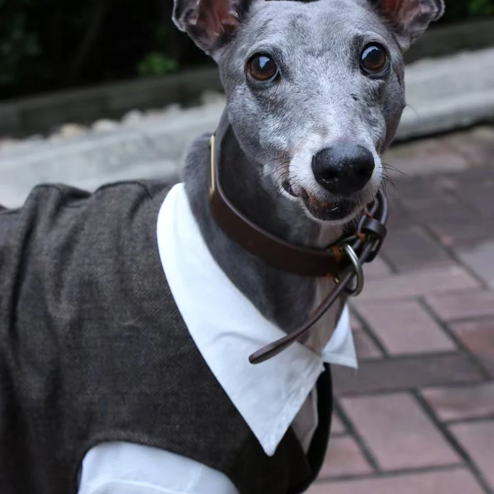 Traje de caballero de otoño, camisa blanca, traje gris, chaleco para Whippet Bellington, Blusa de algodón, Weskit para galgo en fiesta de boda - imagen 4