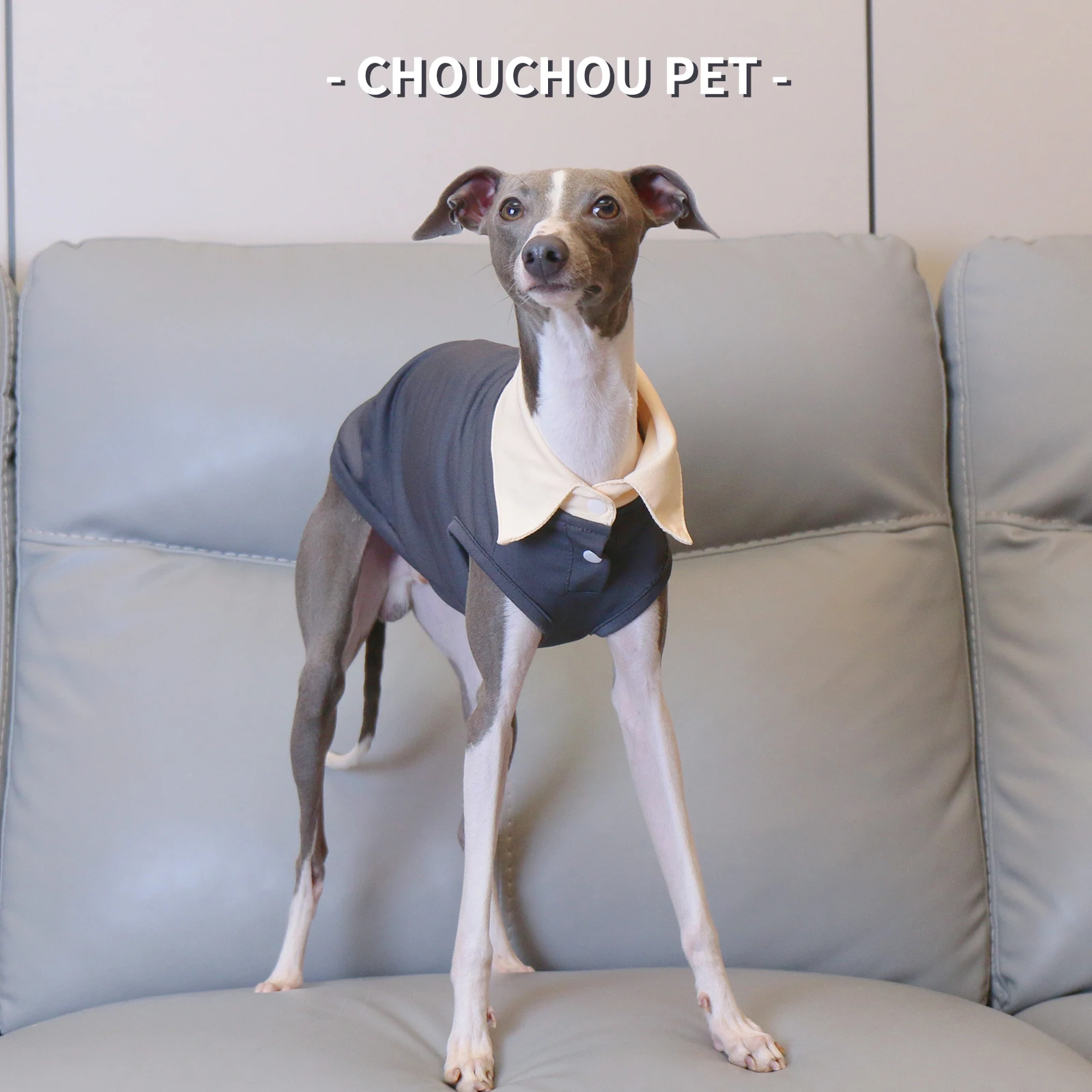 Galgo italiano Whippet Sighthound Polo de verano Camiseta para mascotas Gris - imagen 3