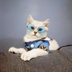 Gafas de sol redondas vintage para gatos, gafas para perros y gatitos pequeños, gafas reflectantes retro, accesorios geniales para cachorros y gatitos