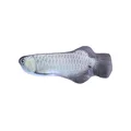 Silver arowana