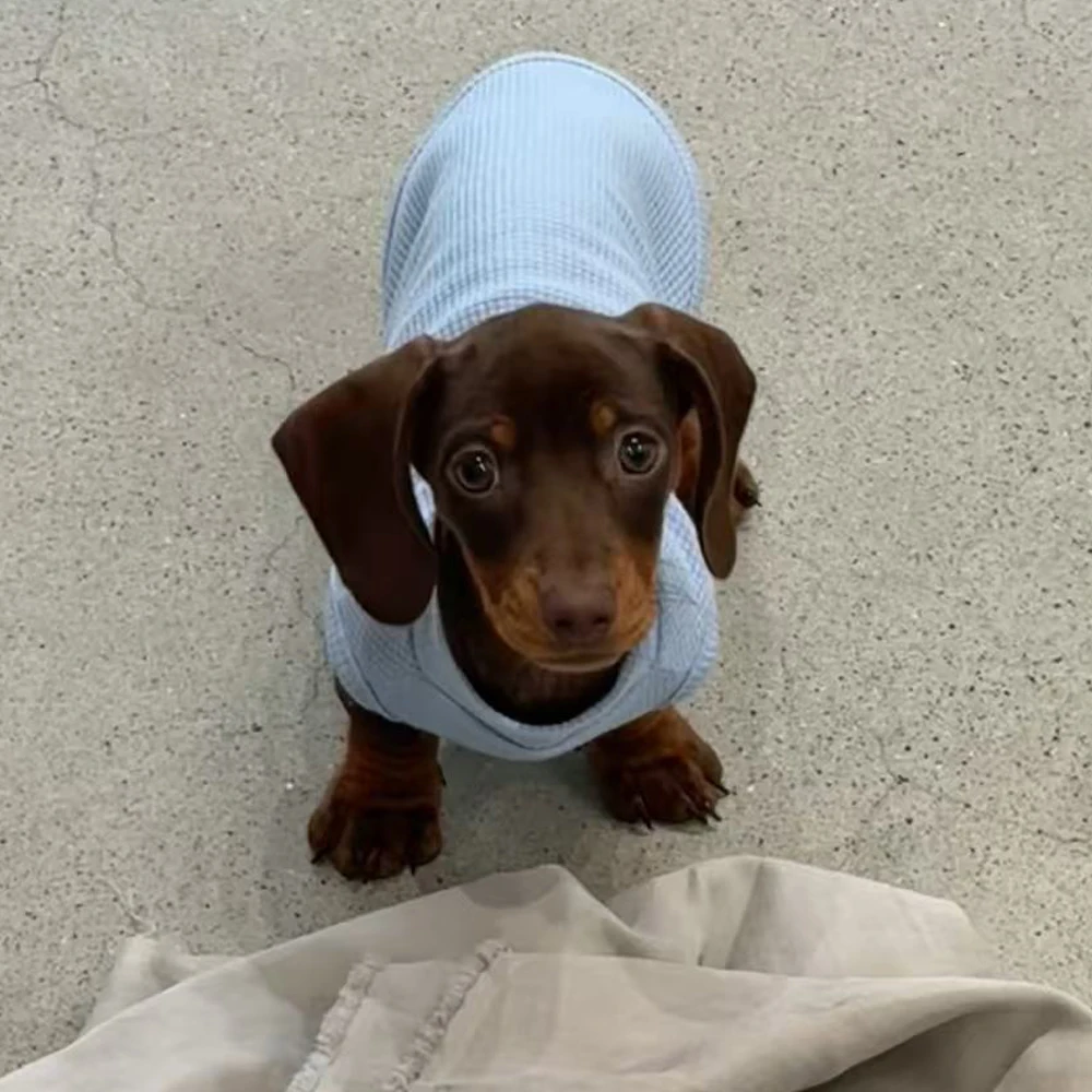 Conjunto primavera de mangas suaves y chaleco elástico para Dachshund - imagen 5