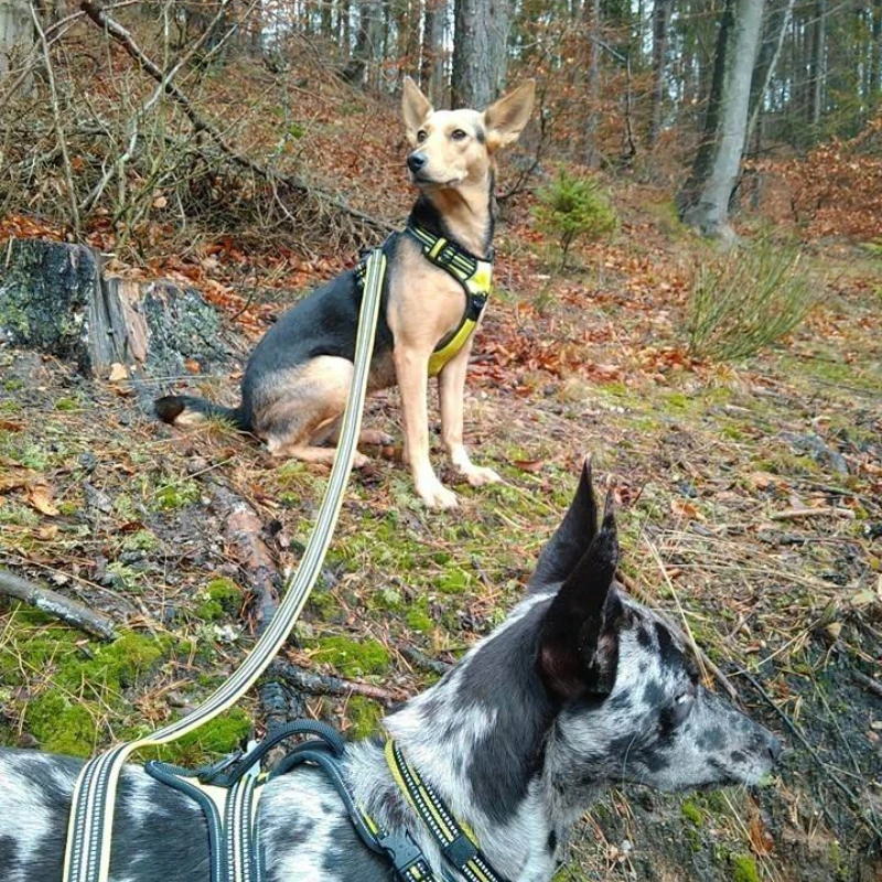 Correa Winhyepet para mascotas con mango acolchado, correa duradera de lujo para perros de 200cm, accesorios para perros pequeños, medianos y grandes
