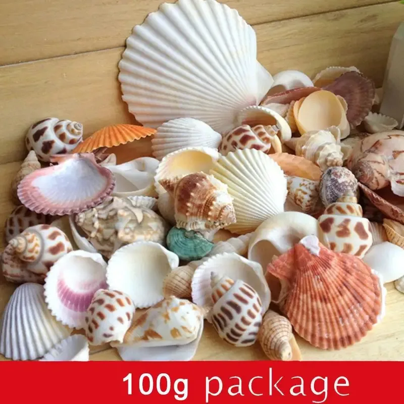 Conchas naturales para acuarios - decoración y paisajes submarinos