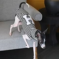 Stripe