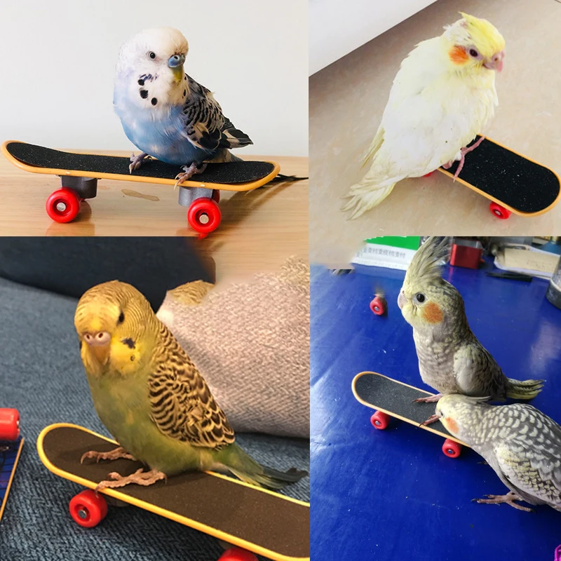Mini monopatín de entrenamiento de loros, juguete creativo de equilibrio de loros para pájaros pequeños y medianos, juguete interactivo de entrenamiento de inteligencia - imagen 5