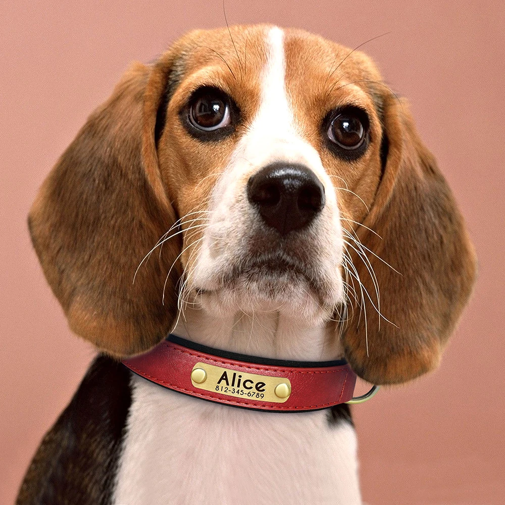 Collar identificativo acolchado para perros – Placa grabable - imagen 5