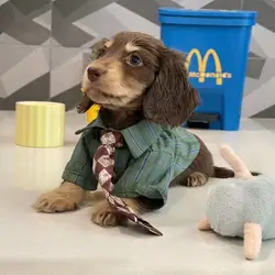 Camisa a rayas verdes para perro salchicha con corbata - Primavera