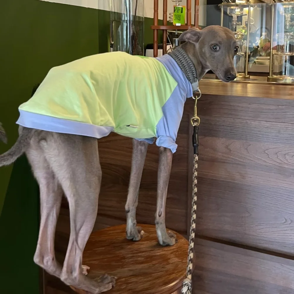 Camiseta primavera-verano algodón para Whippet y Galgo Italiano
