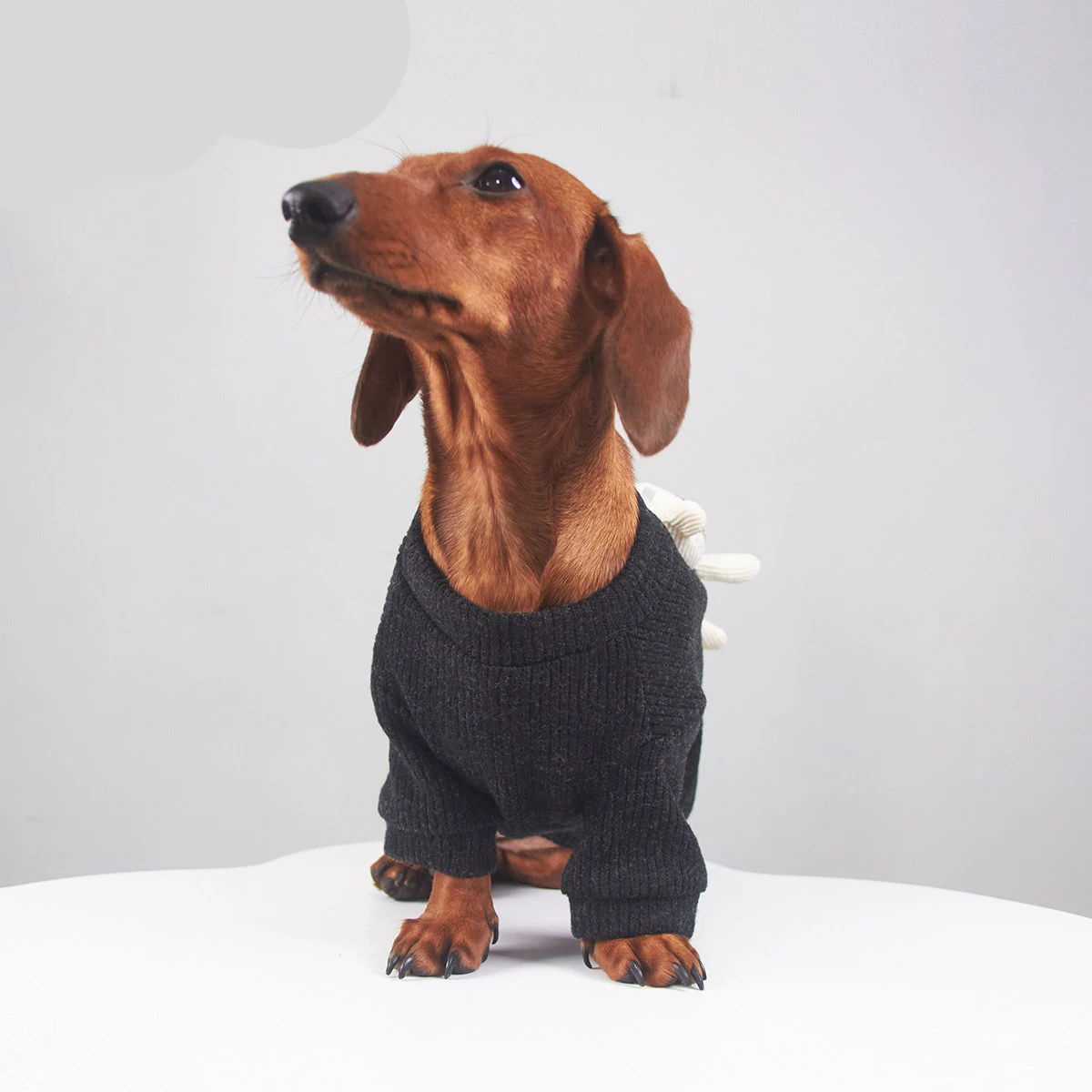 Abrigo punto suave para perros pequeños Dachshund – Primavera y otoño - imagen 3