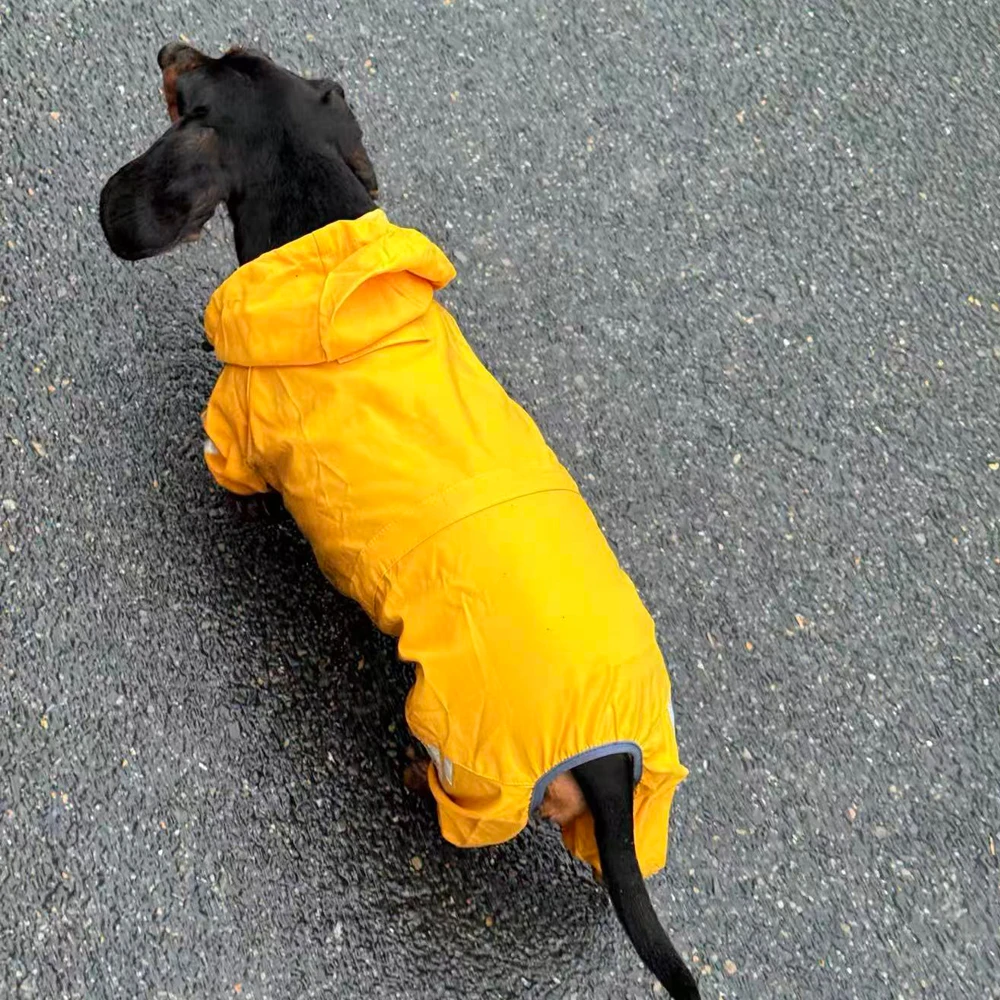 Impermeable amarillo para Dachshund y perros pequeños con reflectante - imagen 2