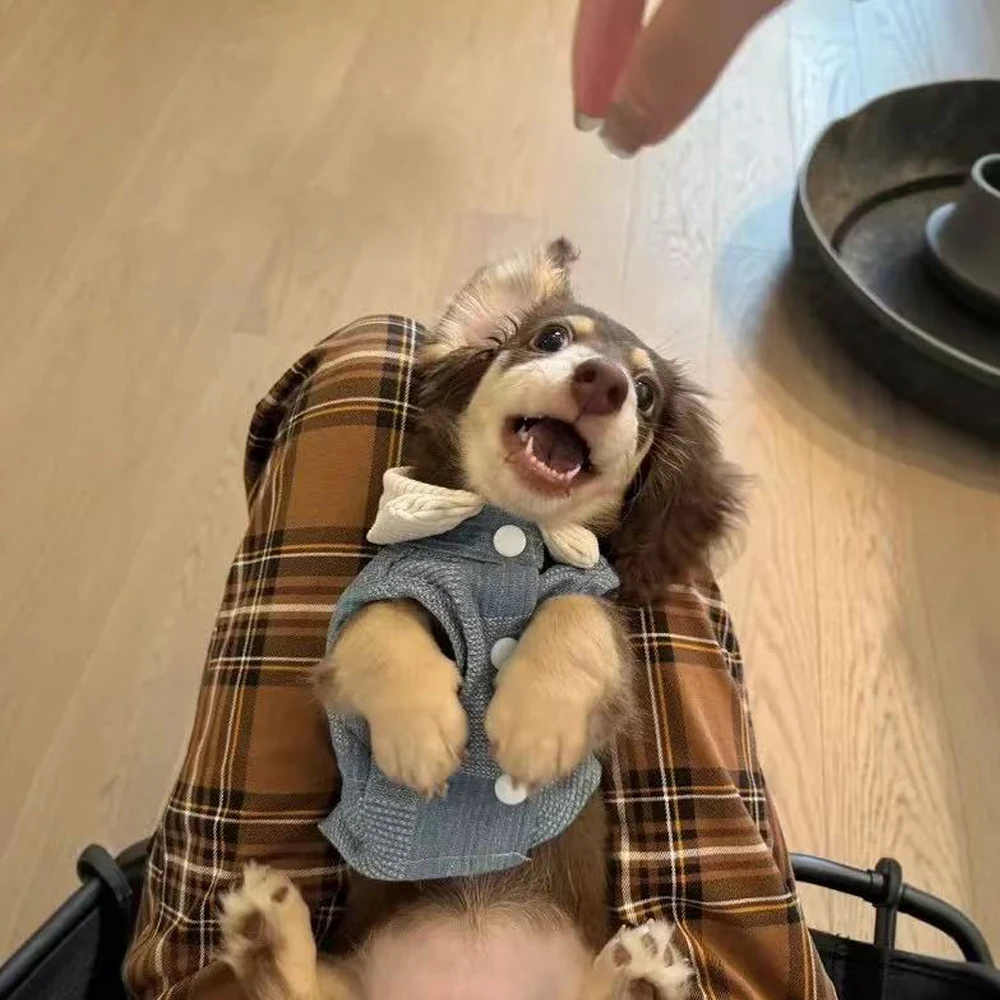 Abrigo vaquero para perro salchicha – Cálido y cómodo para primavera - imagen 2