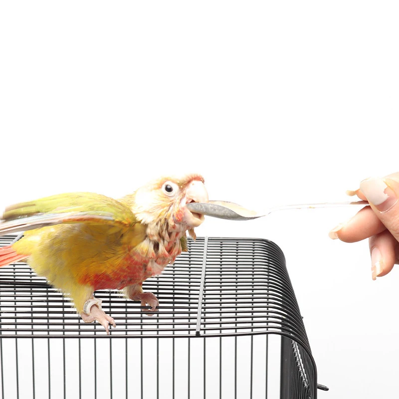 Cuchara de alimentación de Metal de acero inoxidable para loros, comedero para pájaros, cucharas de alimentación manual, 5 uds.