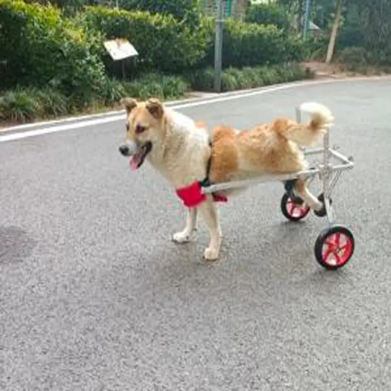 Silla de ruedas para perros mayores, silla de ruedas para mascotas, patas traseras para gatos, ciclomotor, suministros de entrenamiento para extremidades de mascotas grandes, medianas y pequeñas - imagen 2