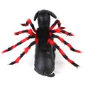 Red-black Spider