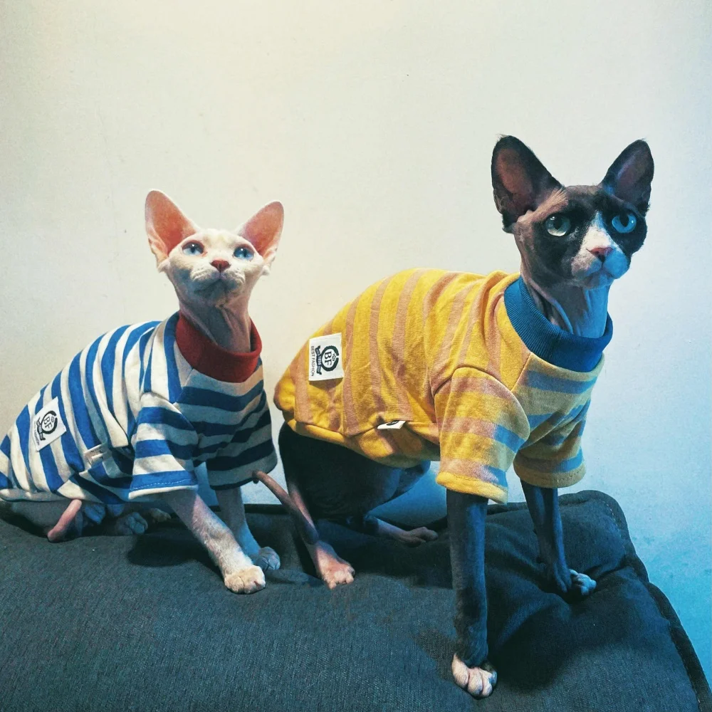 Ropa de gato, camiseta a rayas de algodón amarillo de primavera para gato Sphynx, abrigo suave verde y azul a la moda para gato abistán en otoño - imagen 4