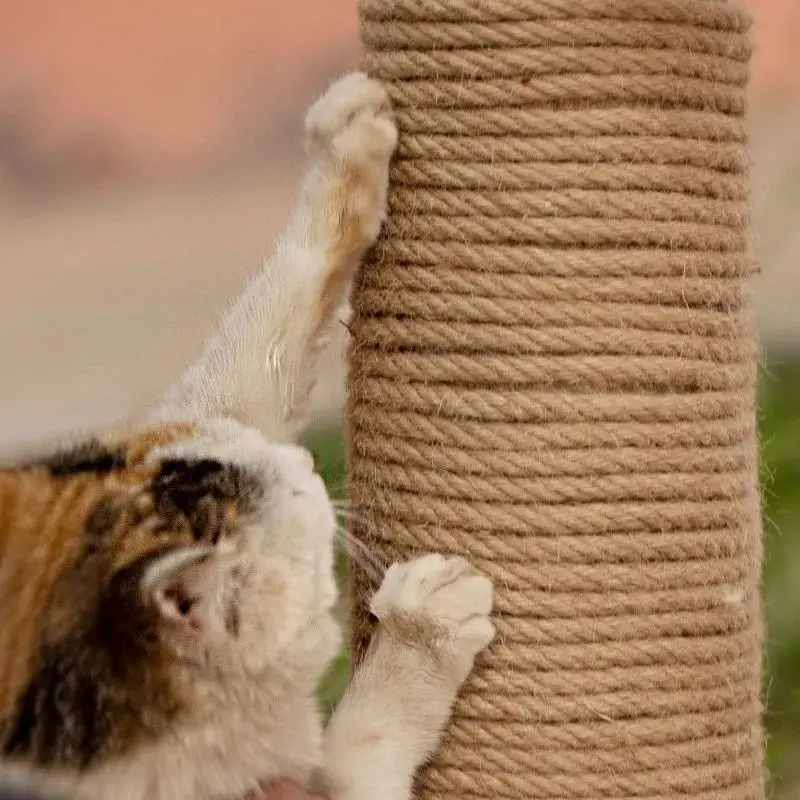 Cuerda de Sisal Natural para árbol de gato, cuerda de repuesto para poste de rascado, marco de escalada, cintas de bobinado, afila la garra - imagen 3