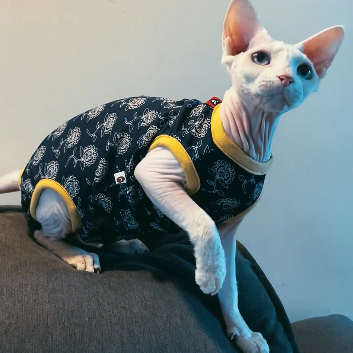 Camiseta elástica de algodón suave para Esfinge Devon Rex azul oscuro - imagen 3