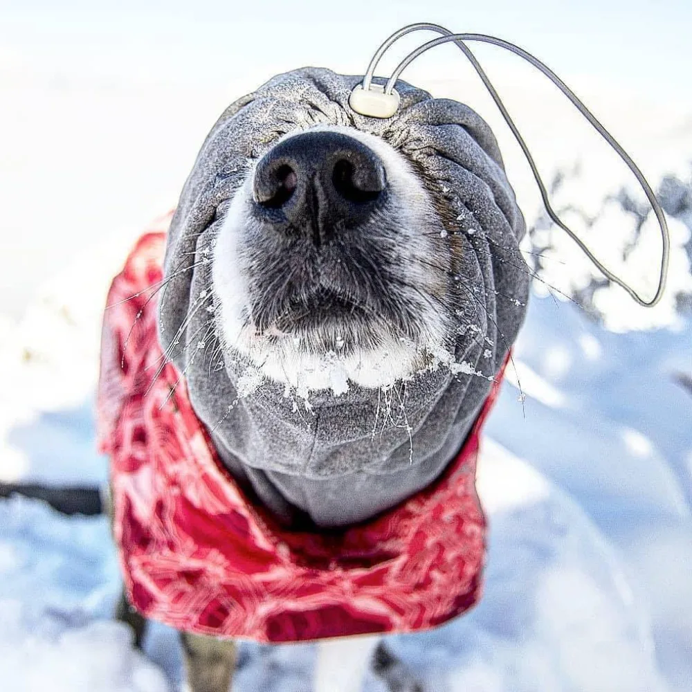 Ropa de invierno para mascotas, tallas medianas y grandes, impermeable, ultraligera, resistente al desgaste, traje de esquí, hermosos productos cálidos para mascotas - imagen 4